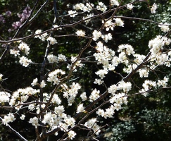 Mexican Plum flowers